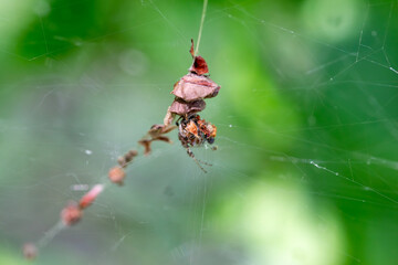 A trashline orbweaver (cyclosa) camouflaged in a line of debris that it deliberately set up as a...