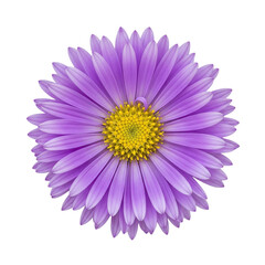 Purple aster flower with yellow center