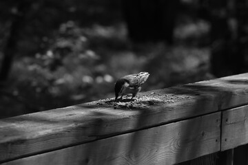 Parc Maritime Nicolet 22 Août 2025 N&B