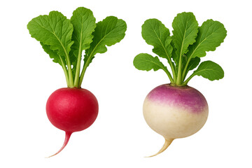 Two fresh radishes isolated on transparent background