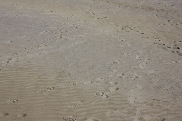 footprints in the sand