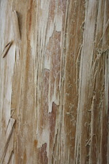Fototapeta premium old wood texture