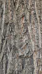 Field elm (Ulmus minor) bark texture for decorative nature design 