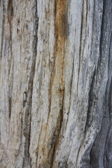bark of a tree