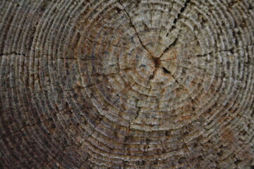 Old wood texture 