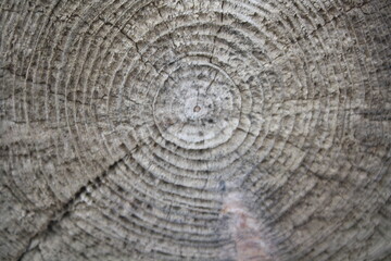 Naklejka premium old wood texture