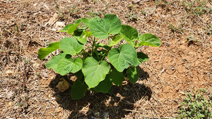 A fast  growing seedling of a Paulownia tree in an urban park
