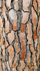 Stone pine (Pinus pinea) bark texture for decorative nature design 