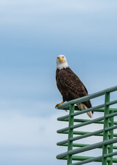 Bald Eagle Looking at Camera