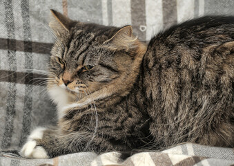 fluffy gray-brown cat with white paws, resting on a checkered blanket.  