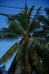 Fototapeta premium Close-up view of a tropical coconut palm tree with clusters of coconuts hanging among green leaves against a clear blue sky in Koh Samui, Thailand