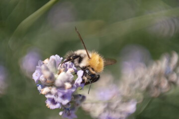 Gros plan abeille 
