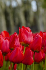 tulip