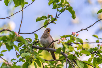 Thrush Nightingale, Luscinia luscinia. A bird sits on a tree branch and sings