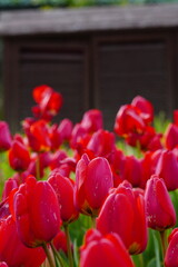 tulip garden 