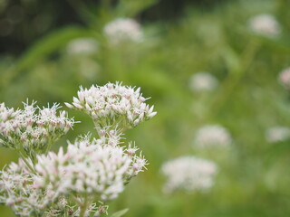 サワヒヨドリの花