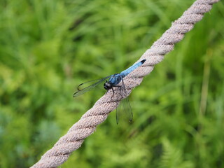 止まるシオカラトンボ