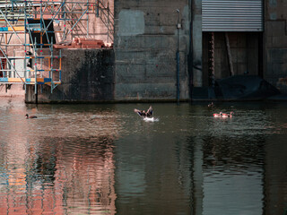 Duck on the river