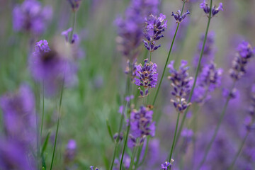 Purple meadow flowers with thin stems resembling lavender
