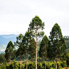 Obraz premium Tall trees against a mountain backdrop
