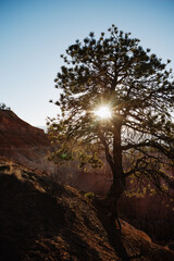 Sunflares through Pine tree at Bryce Canyon, Contre-jour backlight shot at sun rise with lens...