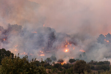 Forest Engulfed in Flames and Smoke During Nighttime Wildfire