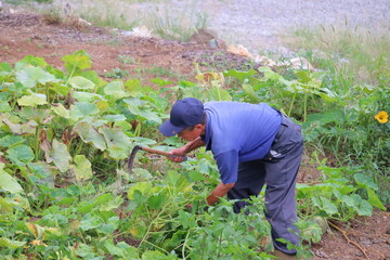 畑仕事に励むシニア男性 草取り作業