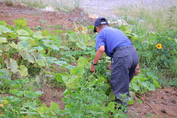 畑仕事に励むシニア男性 草取り作業
