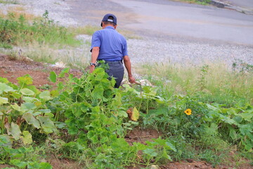 畑仕事に励むシニア男性 草取り作業