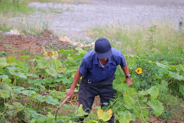 畑仕事に励むシニア男性 草取り作業