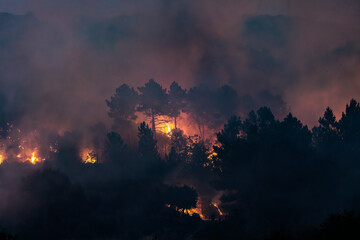Forest Engulfed in Flames and Smoke During Nighttime Wildfire