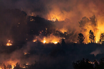 Forest Engulfed in Flames and Smoke During Nighttime Wildfire