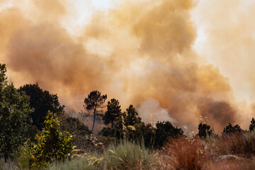 Massive Plume of Dark Smoke Billows from a Forest Fire in Portugal