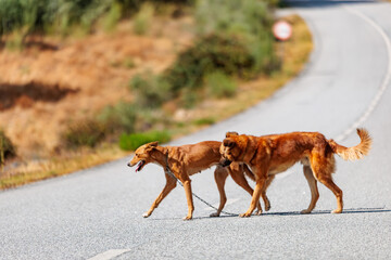 Two Stray Dogs Crossing a Rural Road in the Countryside
