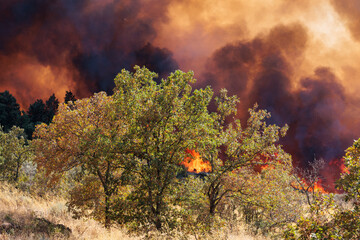Massive Plume of Dark Smoke Billows from a Forest Fire in Portugal