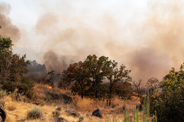 Massive Plume of Dark Smoke Billows from a Forest Fire in Portugal
