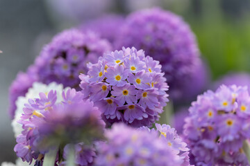 Primula denticulata purple in springtime. Pink Primula denticulata (Drumstick Primula) in garden