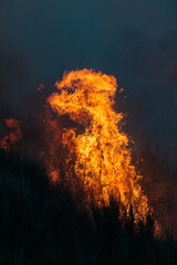 Forest Engulfed in Flames and Smoke During Nighttime Wildfire