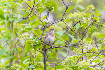 Thrush Nightingale, Luscinia luscinia. A bird sits on a tree branch and sings