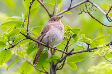 Thrush Nightingale, Luscinia luscinia. A bird sits on a tree branch and sings