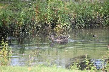 Duck on the Pond