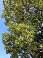 楠の大木