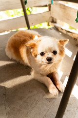 Fluffy male Chihuahua lies down, looking at the camera. Care for decorative dog breeds. Grooming and coat care services. Veterinary medicine for pets. Training and education of dogs of different breed