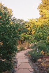 Garden During Sunset