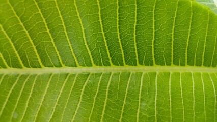 A bright green leaf showcasing a natural glossy surface with detailed and beautiful vein patterns, symbolizing freshness and nature’s elegance.