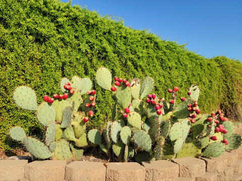 Arizona xeriscaped roadside with Prickly Pear cactus or Opuntia Ficus-indica displaying mature, bright pinky reddish fruits, also known as tunas or prickly pears on top of green, spiny pads.