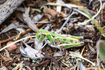 A green adult Four-spotted Grasshopper (Phlibostroma quadrimaculatum) perched on the ground in natural habitat