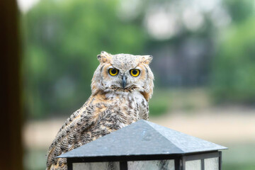Great Horned Owl (Bubo virginianus)  looking at the camera perched on a deck