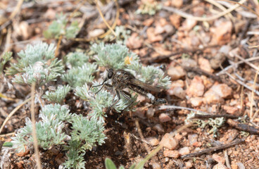A Robber Fly in the Genus Efferia perched on vegetation in arid terrain