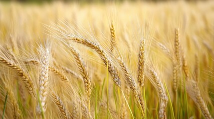 Fototapeta premium Golden wheat field close-up.